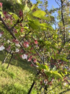 発見！！ - 画像1