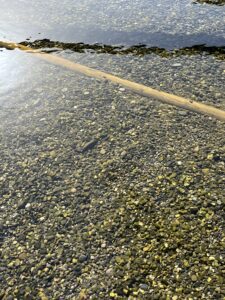 透明すぎる。。。 - 画像1