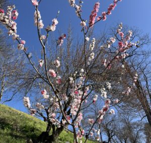 うめ？さくら？ - 画像1