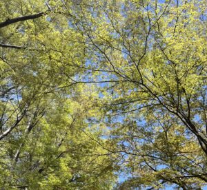 爽やか✨✨ - 画像1