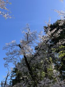 さくら！！ - 画像1