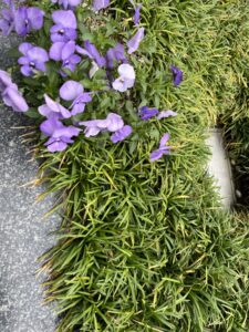 上手く撮れなかった泣 - 画像1