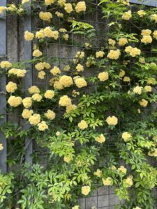 黄色のバラ‼️ - 画像1