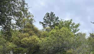 爽やか？！？！ - 画像1