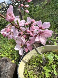 小さな木に、大きな春 - 画像1