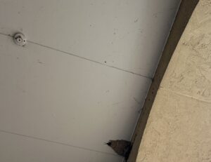 でかい(°_°) - 画像1