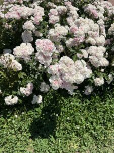 暑さに負けず！！ - 画像1