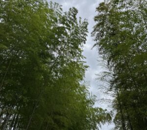 竹。 - 画像1